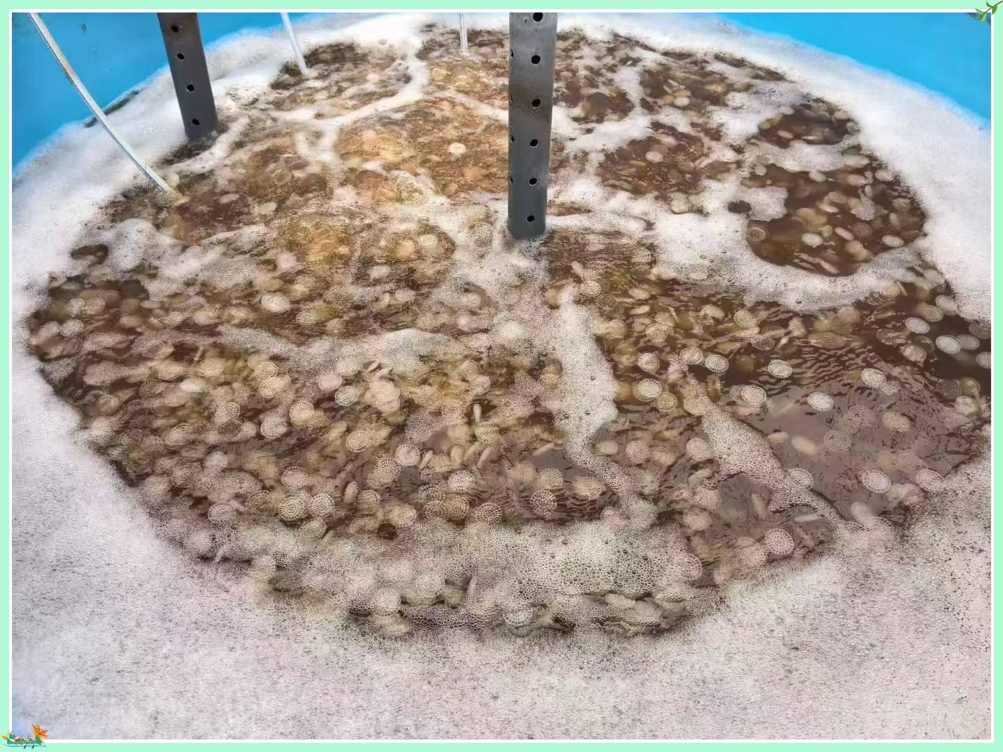 Como a mídia biológica MBBR melhora o tratamento biológico de águas residuais