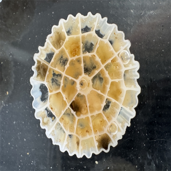 meios de filtração biológica-2.jpg